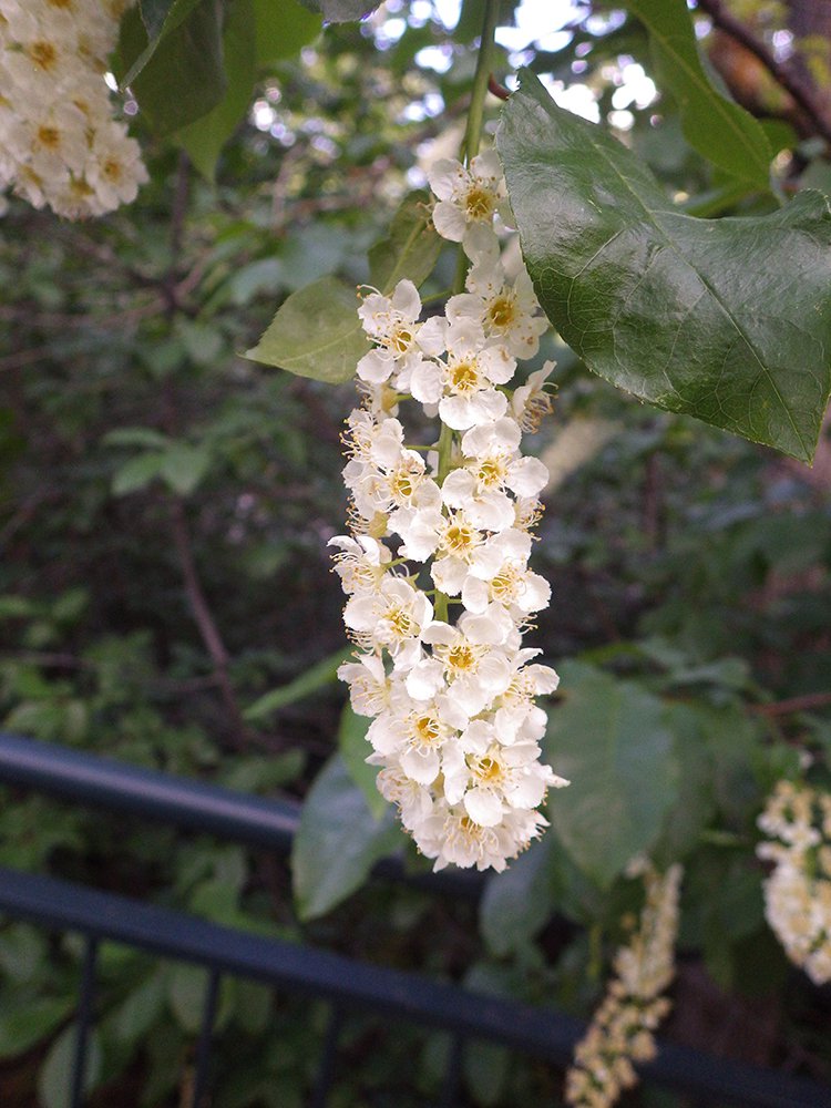 Prunus virginiana Flower HMS16.JPG