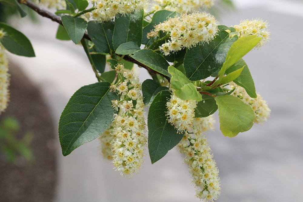 Prunus virginiana Flower KDW16.JPG