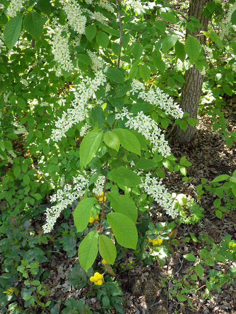 Prunus virginiana Flowering Branch JWB15.JPG