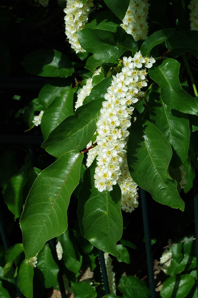 Prunus virginiana Flowers JWB18.JPG