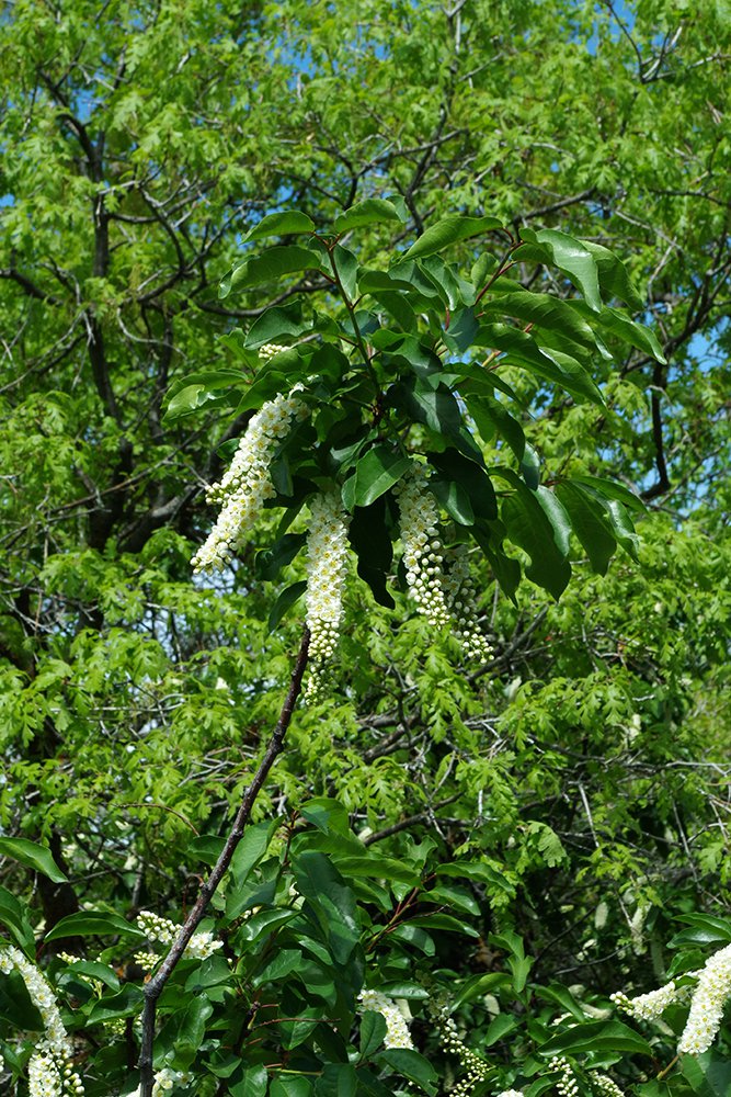 Prunus virginiana Flowers and Leaves JWB18.JPG