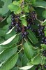 Prunus virginiana Fruits JWB13.JPG