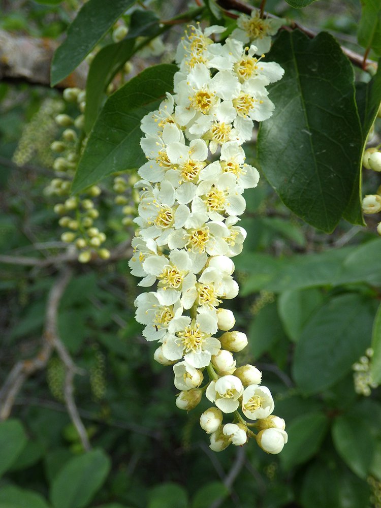 Prunus virginiana Inflorescence 1 JWB15.JPG