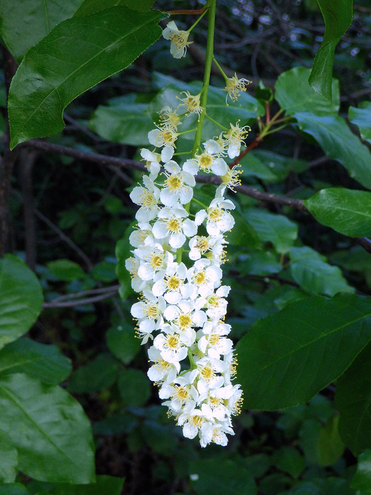 Prunus virginiana Inflorescence 1 JWB16.JPG