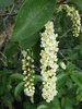 Prunus virginiana Inflorescence 2 JWB15.JPG