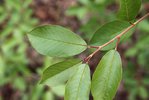 Prunus virginiana Leaf Balls 2 SQS14.JPG