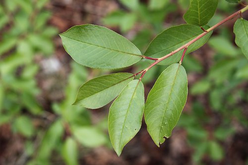 Prunus virginiana Leaves Prunus Glands SQS14.jpg