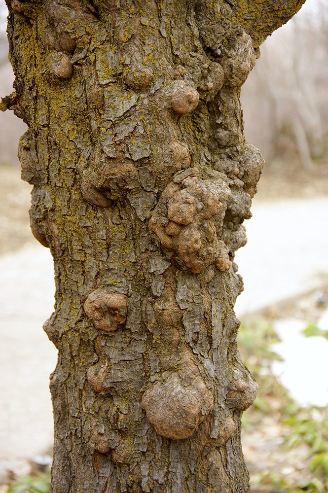 Prunus x blireana Bark JWB17.JPG