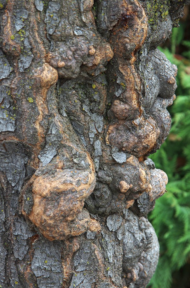 Prunus x blireana Burled Bark JWB13.JPG