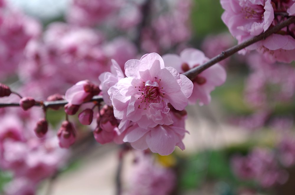 Prunus x blireana Flower HMS16.JPG