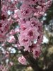 Prunus x blireana Flowers 1 JWB17.JPG