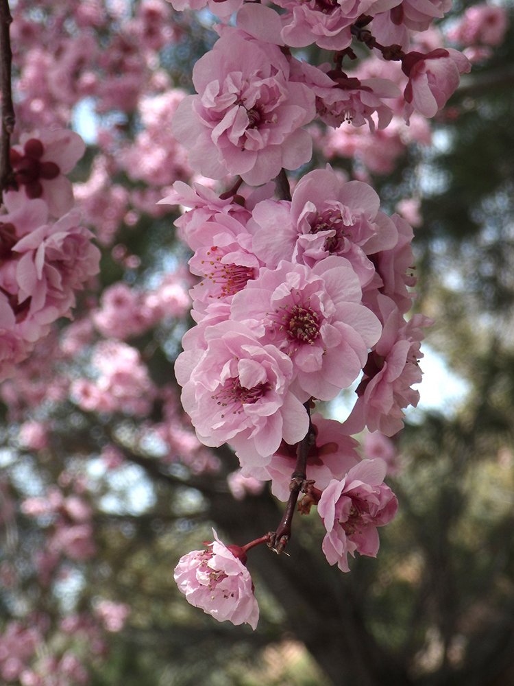 Prunus x blireana Flowers 1 JWB17.JPG