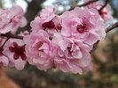 Prunus x blireana Flowers 2 JWB17.JPG