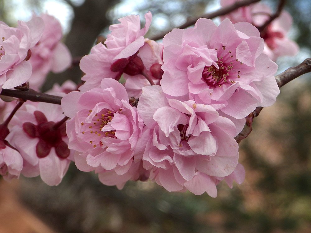 Prunus x blireana Flowers 2 JWB17.JPG