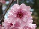 Prunus x blireana Flowers 3 JWB17.JPG