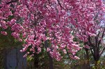 Prunus x blireana Flowers JMH16.JPG
