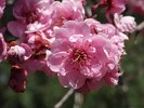 Prunus x blireana HMS16.JPG