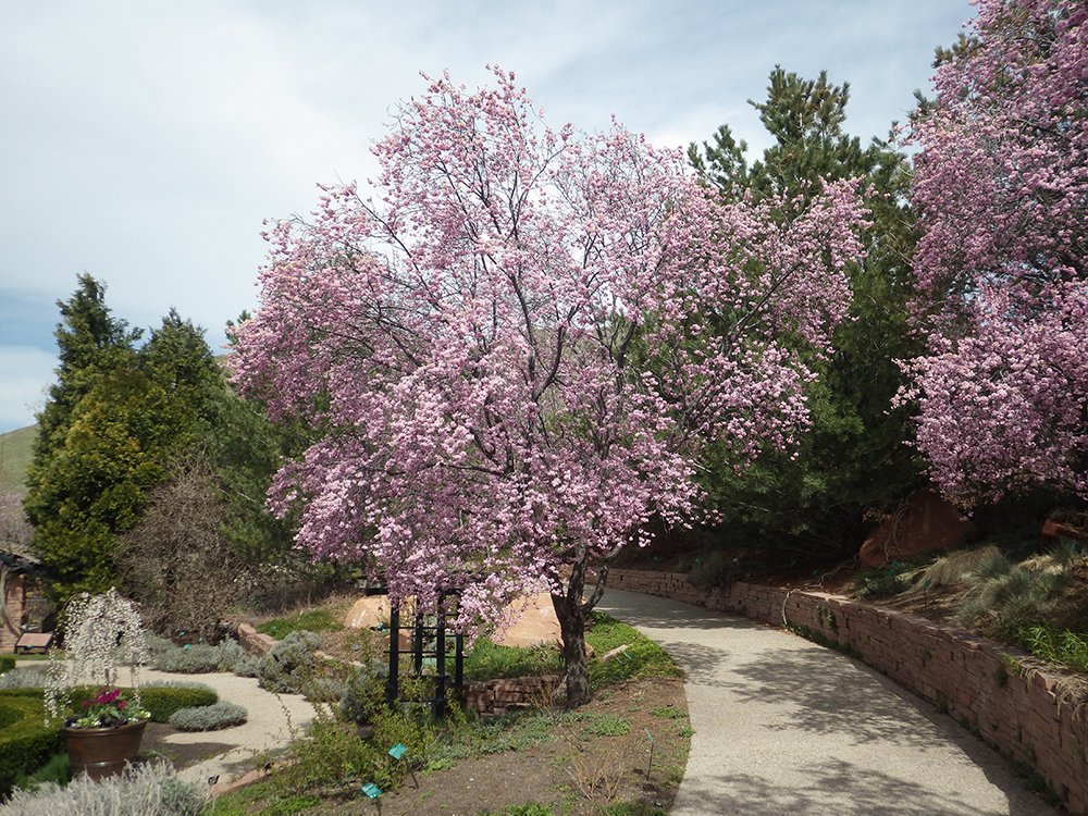 Prunus x blireana Habit in Flower JWB17.JPG