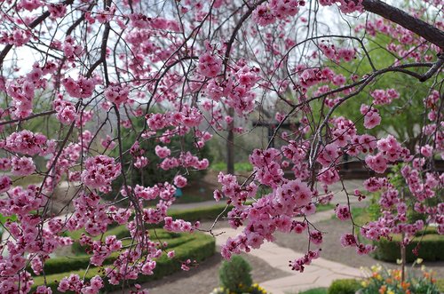 Prunus x blireana and Herb Garden HMS16.JPG