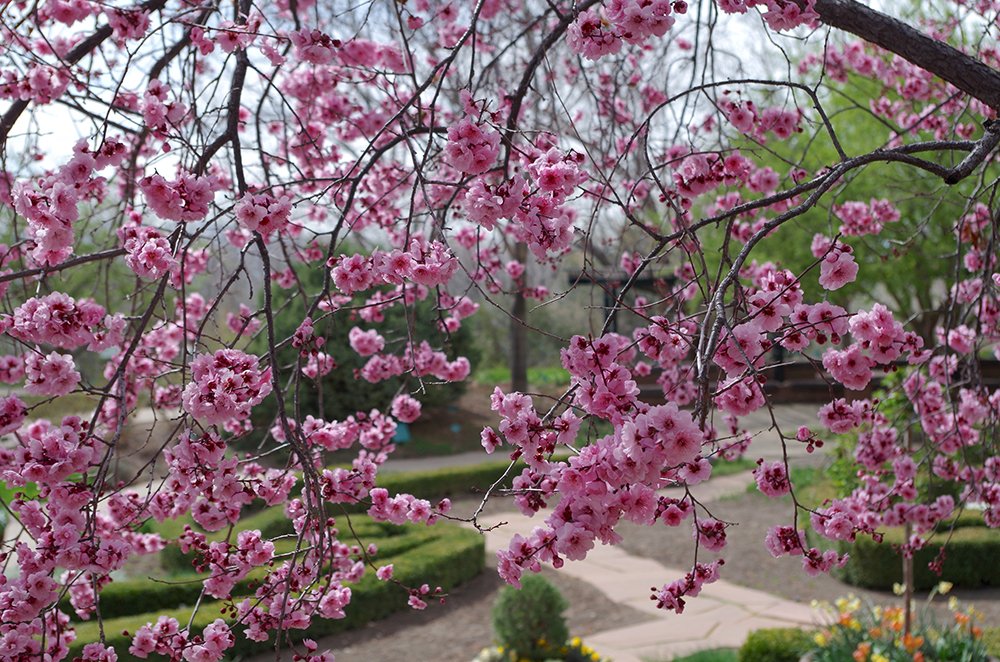 Prunus x blireana and Herb Garden HMS16.JPG