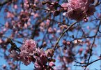 Prunus x blireana flowers SQS13.jpg