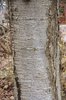 Prunus x yedoensis Bark 1 JWB17.JPG