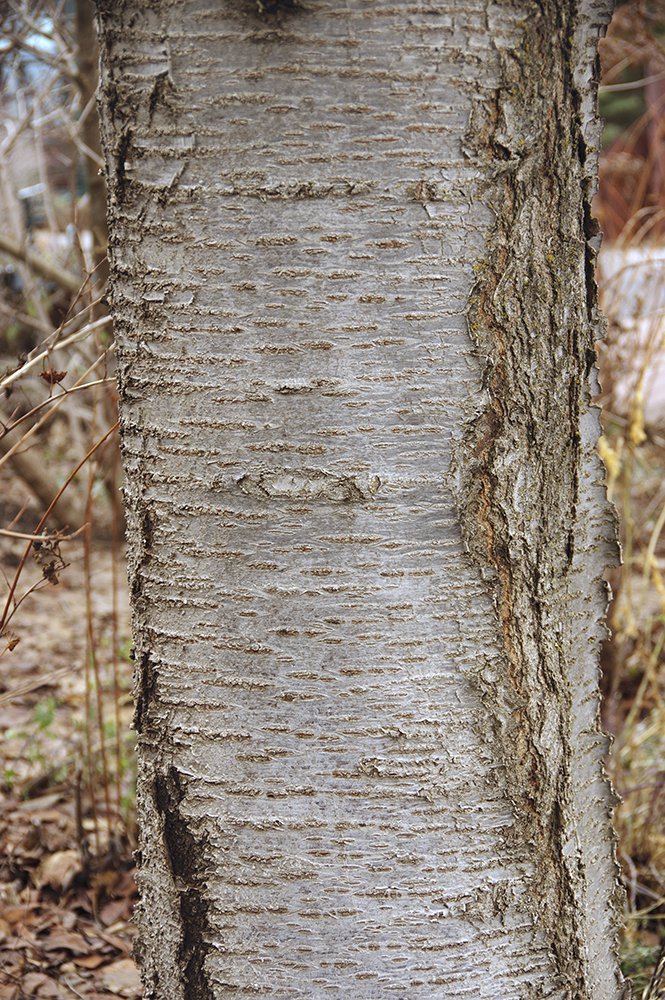 Prunus x yedoensis Bark 1 JWB17.JPG