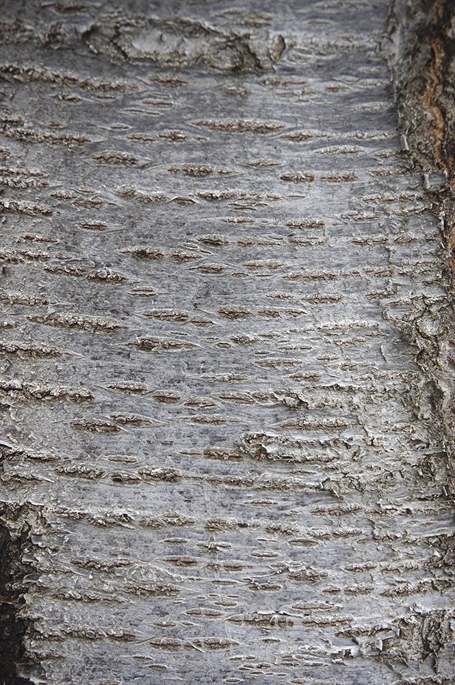 Prunus x yedoensis Bark 2 JWB17.JPG