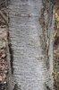 Prunus x yedoensis Bark 3 JWB17.JPG