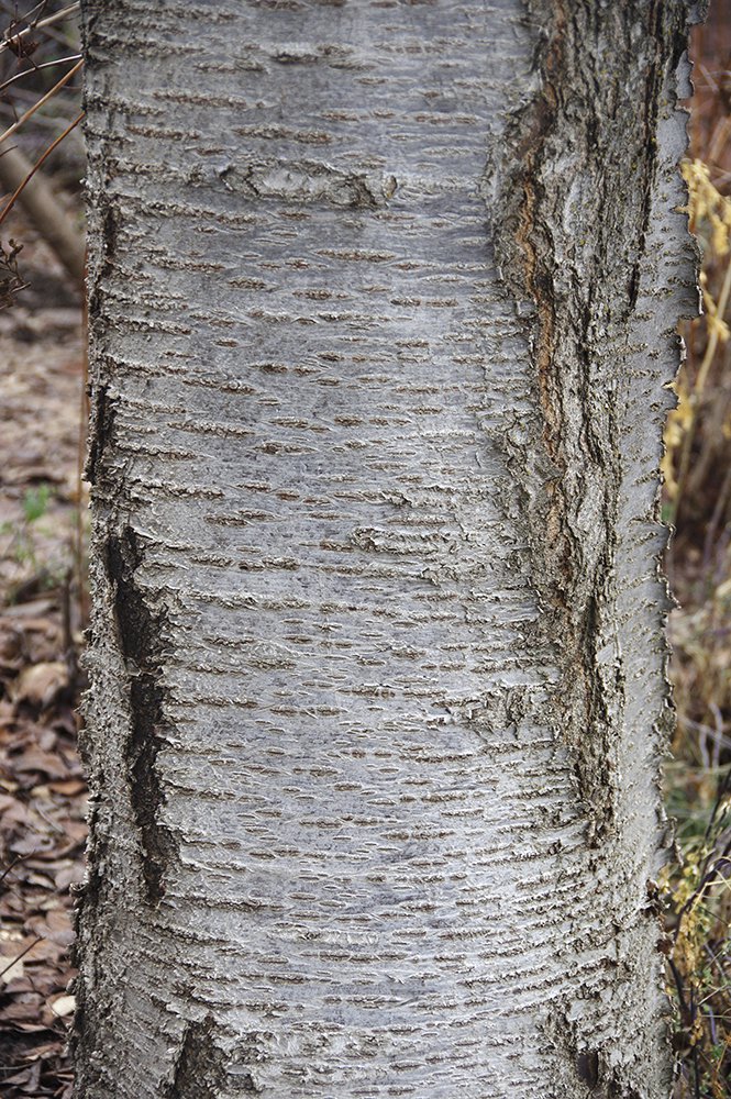 Prunus x yedoensis Bark 3 JWB17.JPG