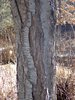 Prunus x yedoensis Bark HMS16.JPG