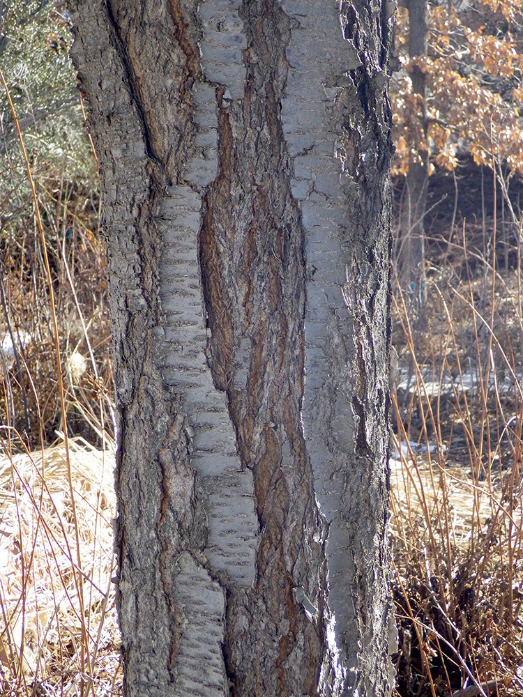 Prunus x yedoensis Bark HMS16.JPG