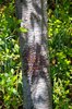 Prunus x yedoensis Bark JMH15.JPG