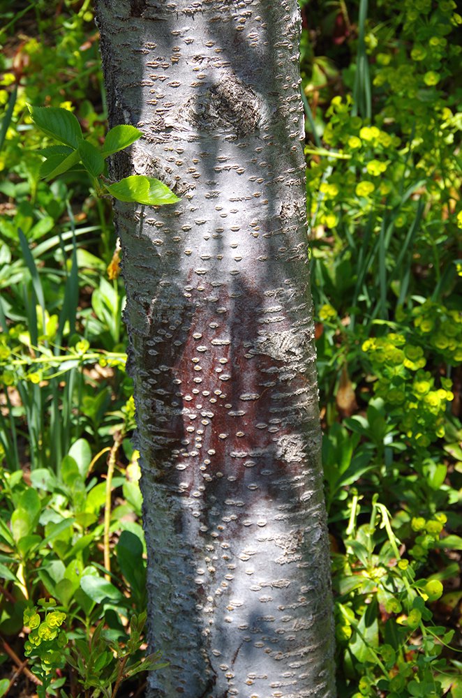 Prunus x yedoensis Bark JMH15.JPG