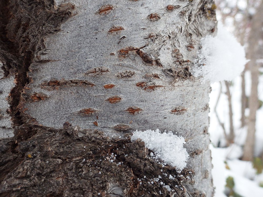 Prunus x yedoensis Bark JWB17.JPG