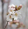 Prunus x yedoensis Blossoms JWB.JPG