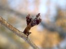 Prunus x yedoensis Buds HMS16.JPG