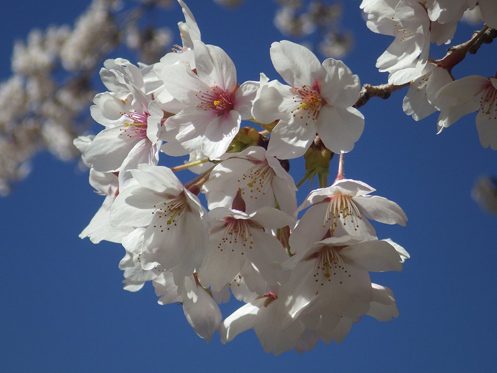 Prunus x yedoensis Flower 4 HMS16.JPG
