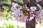 Prunus x yedoensis Flowers 1 JWB19.JPG