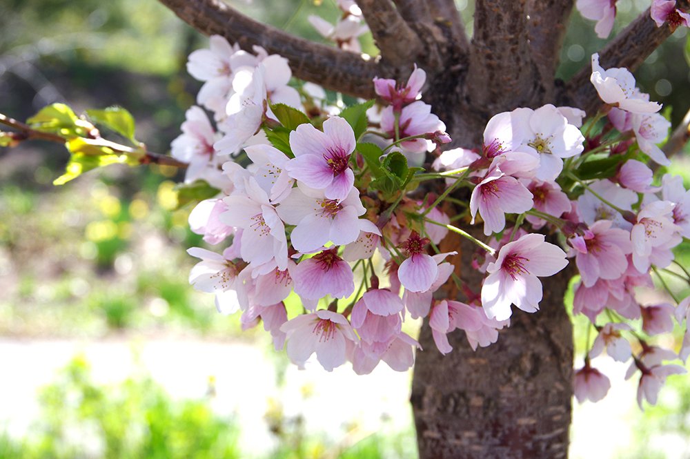 Prunus x yedoensis Flowers 1 JWB19.JPG