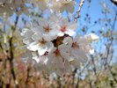 Prunus x yedoensis Flowers 2 JWB16.JPG