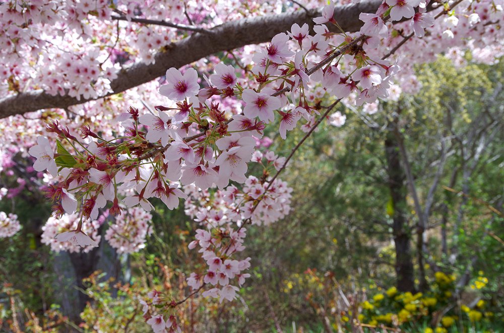 Prunus x yedoensis Flowers JMH16.JPG