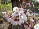 Prunus x yedoensis Flowers JWB16.JPG