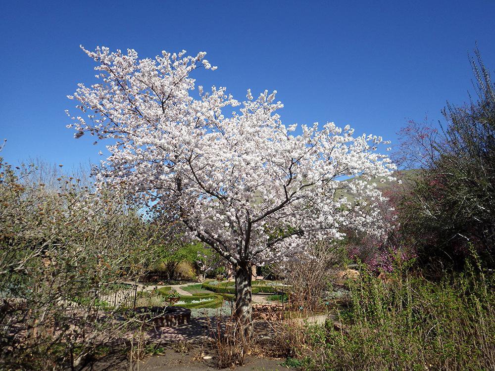 Prunus x yedoensis Habit in Flower JWB16.JPG