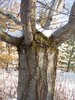 Prunus x yedoensis Trunk HMS16.JPG