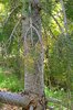 Pseudotsuga-menziesii-'Graceful-Grace'-Bark-2-GLE21.JPG
