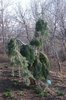 Pseudotsuga-menziesii-'Graceful-Grace'-Habit-2-KA14.JPG