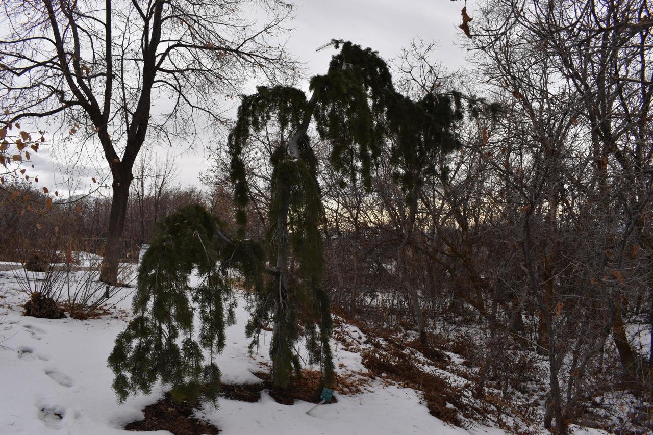 Pseudotsuga-menziesii-'Graceful-Grace'-Habit-Winter-HMS21.JPG