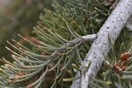 Pseudotsuga-menziesii-'Graceful-Grace'-Leaves-Winter-1-HMS21.JPG