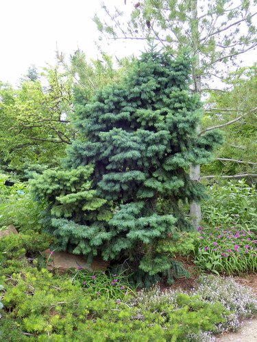 Pseudotsuga menziesii 'Fletcheri' Habit JWB15.JPG